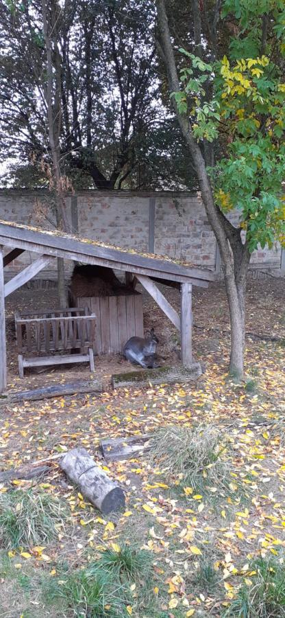 Kenguru Panzio 호텔 Hódmezővásárhely 외부 사진